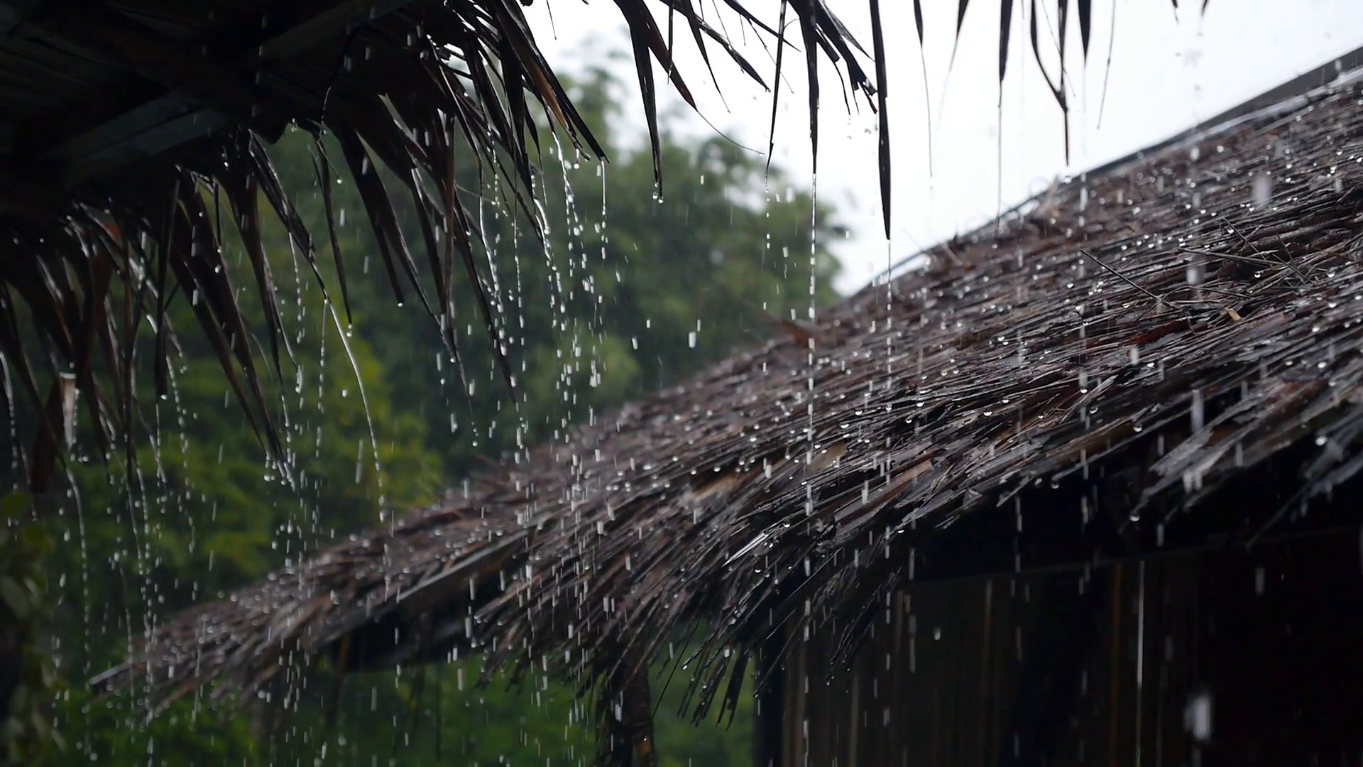 🌧️ CƠN MƯA ĐẦU MÙA